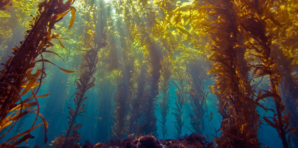Foresta di alghe