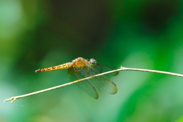 dragonfly3