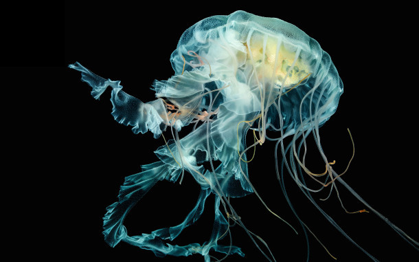 meduse-wallpaper-da-via cavo-apple-watch-articolo